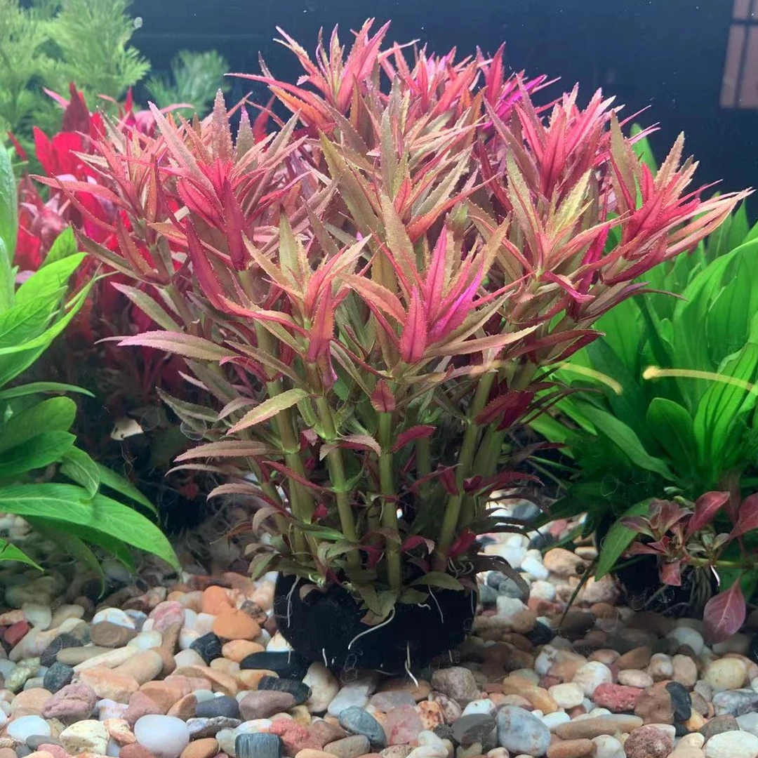 新手养鱼懒人水草增氧冒泡鱼缸造景水下叶坨草无底沙淡水植物