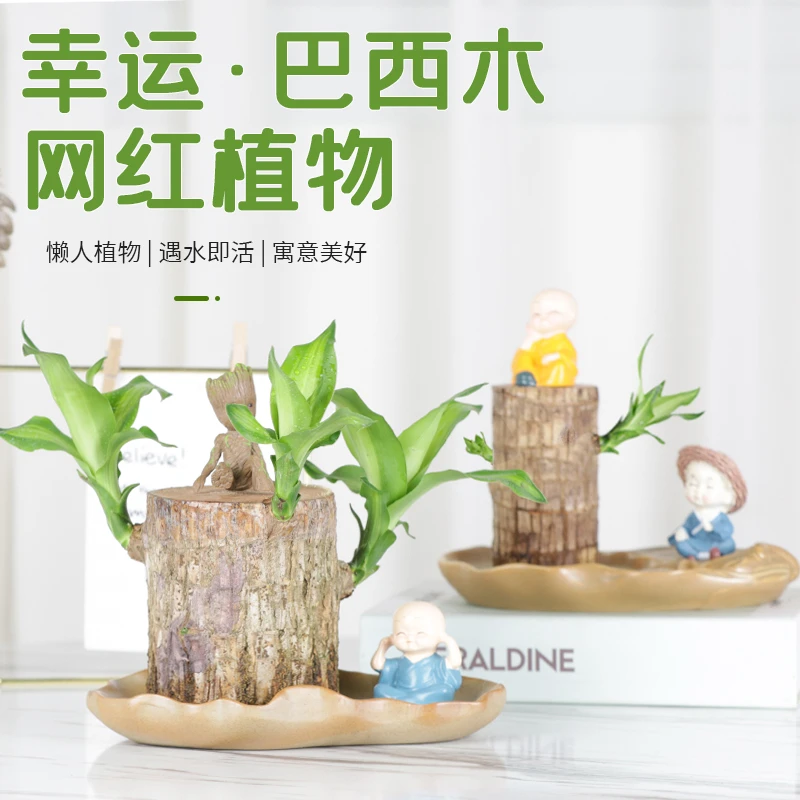 巴西木水养幸运木开花格鲁特小树人盆栽室内桌面水培绿植物小盆栽