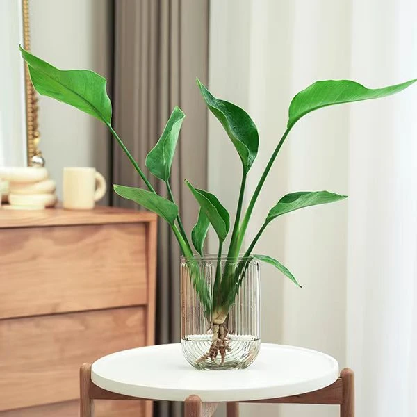 天堂鸟水培植物小盆栽花卉室内植物花客厅办公室桌面小绿植观叶