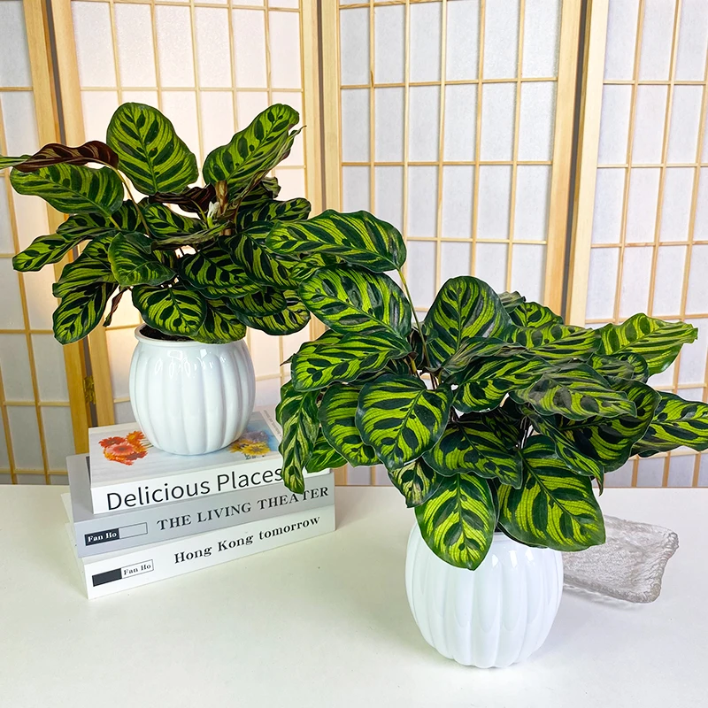 【拍一发二】孔雀竹芋桌面办公室美观绿植物配白色南瓜胶盆好养护