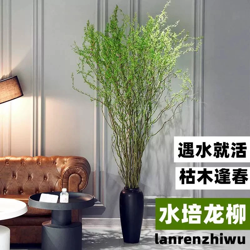 国风龙柳鲜枝插花客厅水培植物花卉室内鲜花四季好养活水养干枝