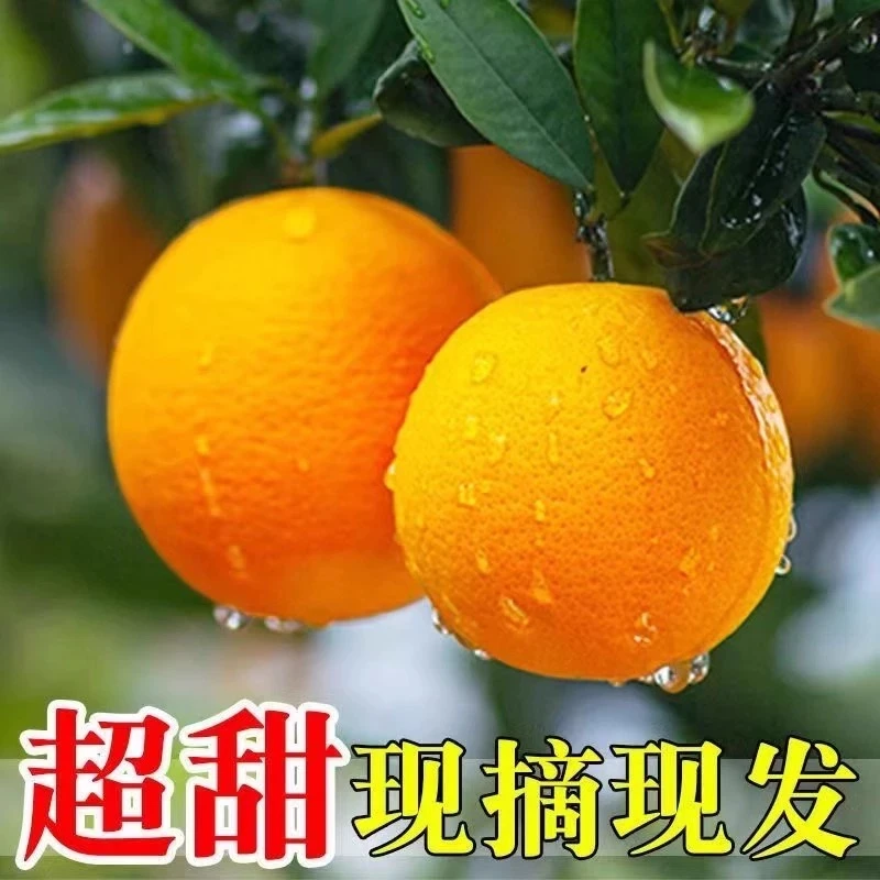 正宗江西赣南脐橙产地新鲜采摘榨汁精品皮薄尝鲜脆嫩健康