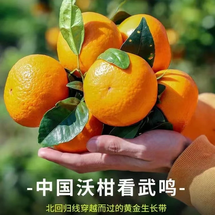 武鸣沃柑原生态种植基地不发冷藏库存果。