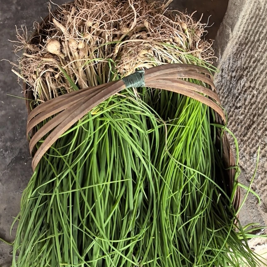 田坎上的野生野葱