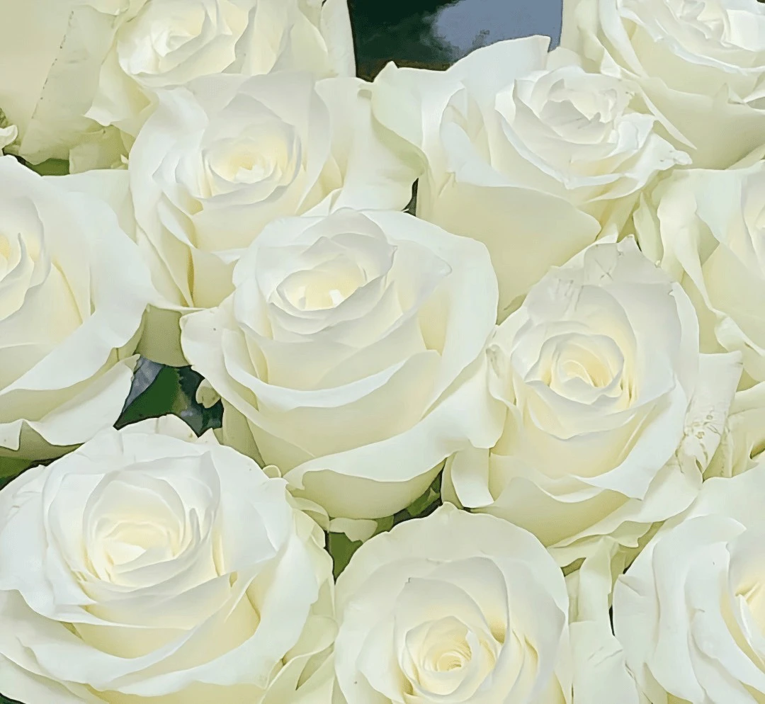 【骄傲】花农直发，全场任意两单顺丰冷链包邮，0度以下必拍保温棉！