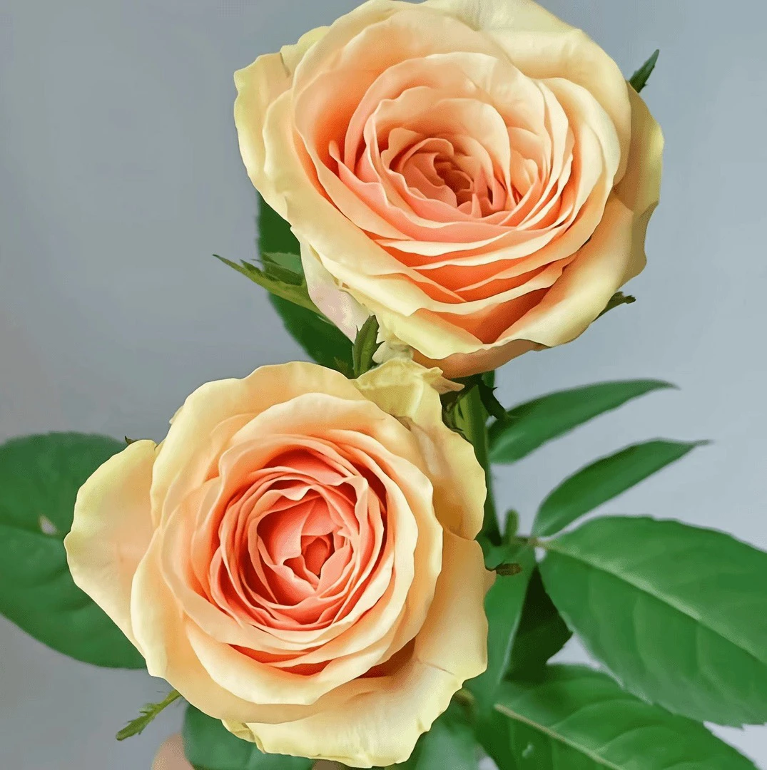 【迪威娜】全场任意两单顺丰冷链包邮，一单需补邮费！