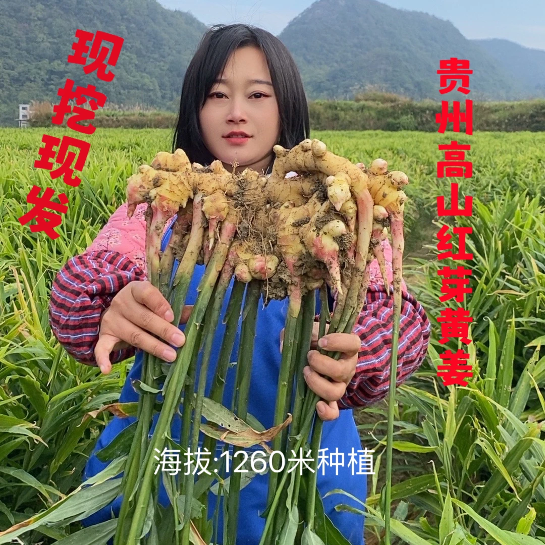红芽黄姜平头二黄姜 贵州高山露天种植颜色正姜味浓可炒菜可煲汤