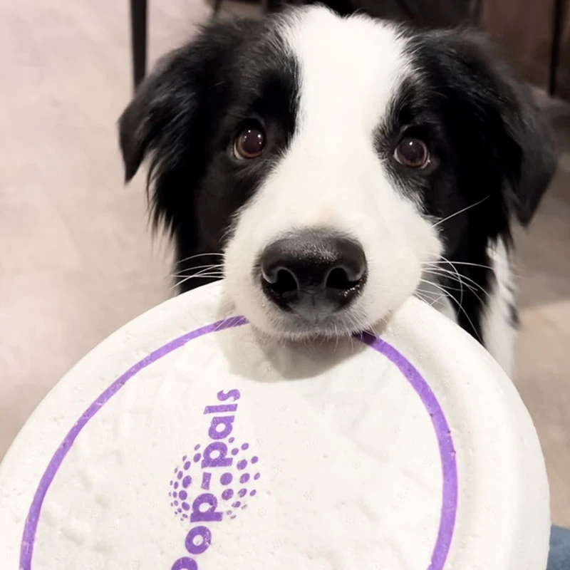 GiGwi贵为狗狗飞盘柔软耐咬耐磨户外训练边牧金毛