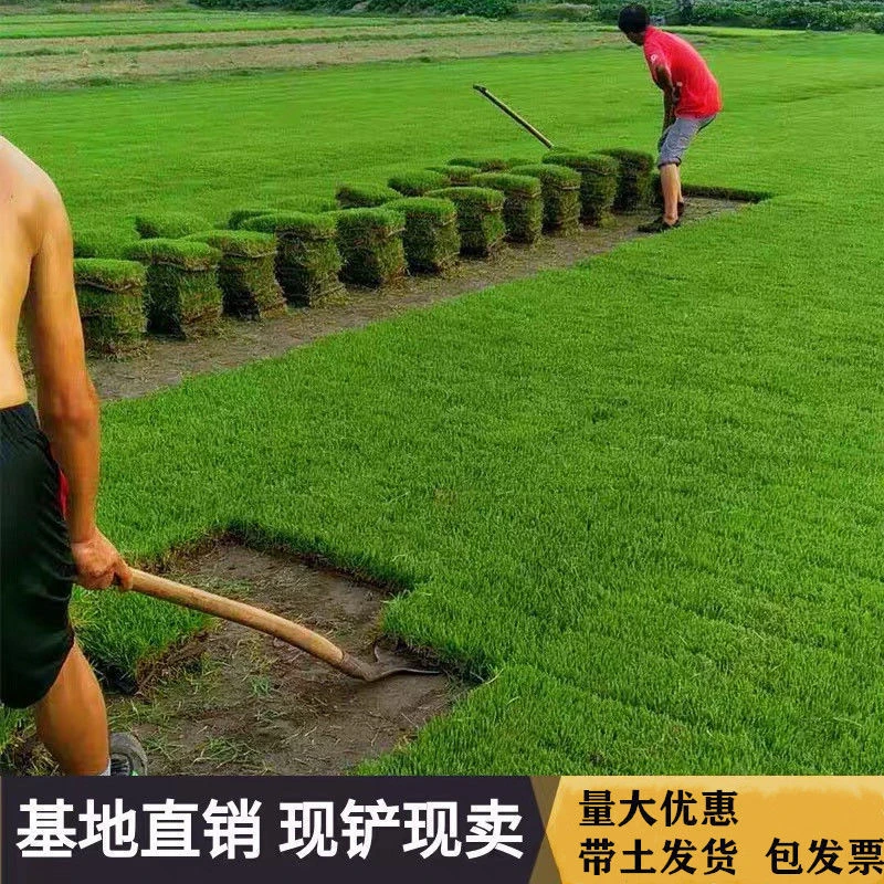 草皮真草坪带泥土别墅花园绿化四季青果岭草台湾草马尼拉草皮带土