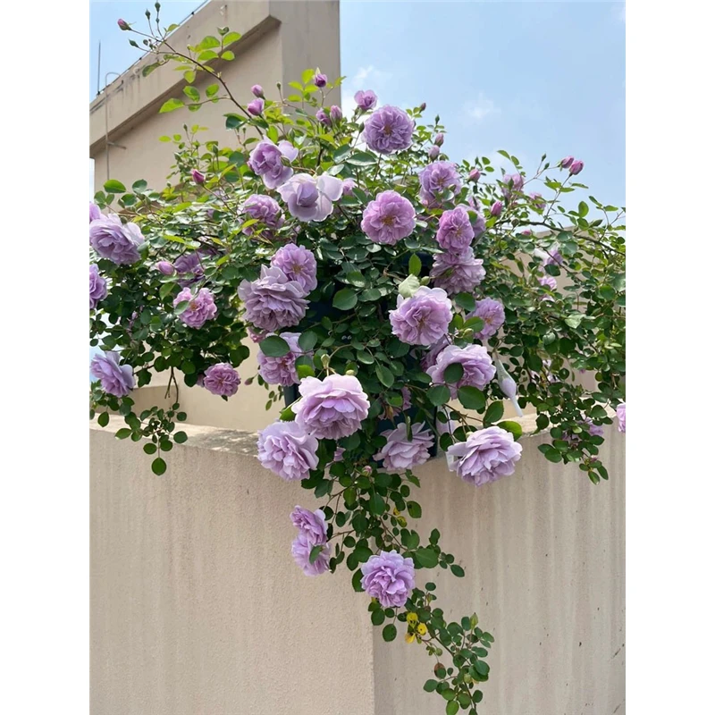 【买一送一】蓝色阴雨丰花四季开花精品爬藤月季蔷薇阳台地栽基地