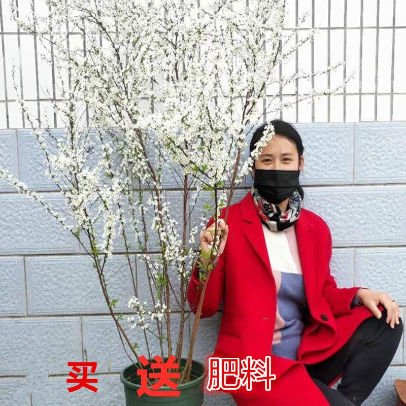 喷雪花雪柳植物苗盆栽花卉绿植珍珠梅绣线菊庭院大苗开花如雪耐寒