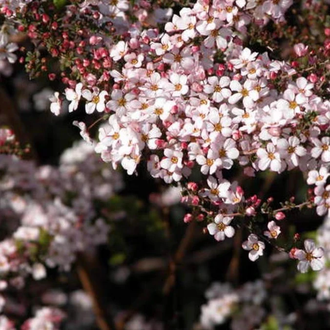 粉色喷雪花粉花雪柳耐寒耐热盆栽地栽春季阳台四季植物木本花卉