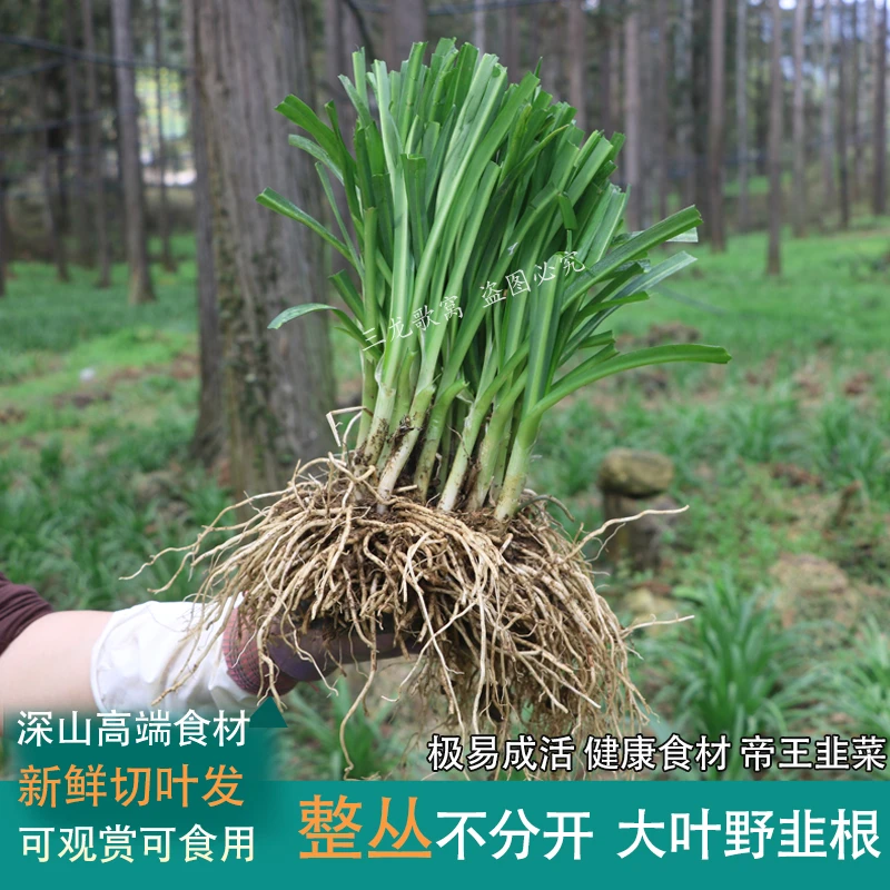 新鲜整丛不带泥野韭根贵州特产石韭山韭大叶韭菜野韭切叶绿植韭根