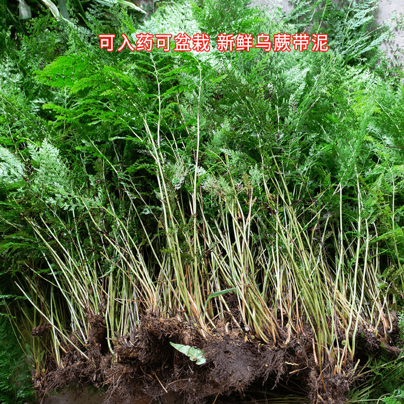 贵州奇花乌蕨乌韭带根山姜沙姜大叶金花草细叶凤凰草蕨类盆栽