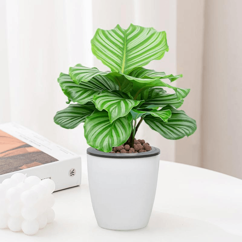 苹果竹芋绿植盆栽桌面四季好养
