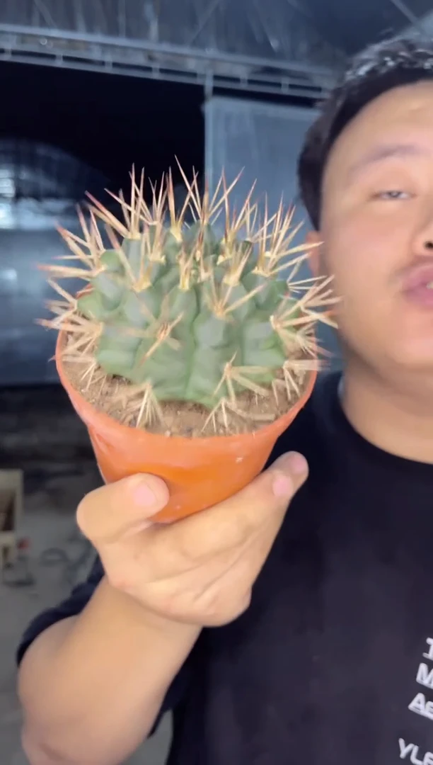 【闪购商品】波光龙 带刺6-8cm