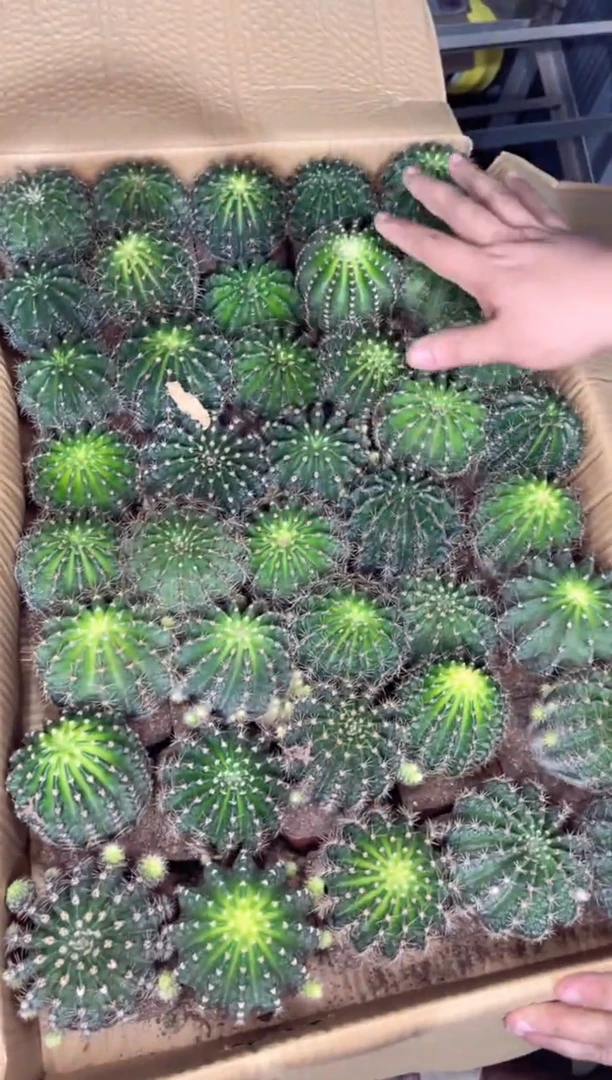 【闪购商品】席克氏彩草 6-8cm