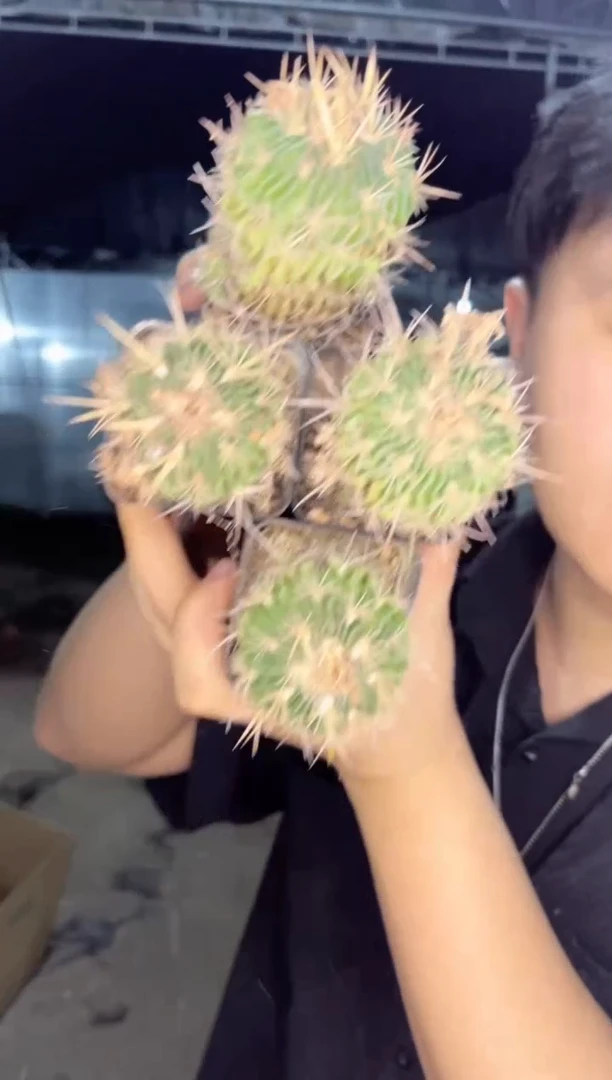 【闪购商品】6颗 单头 多棱玉 3-5cm