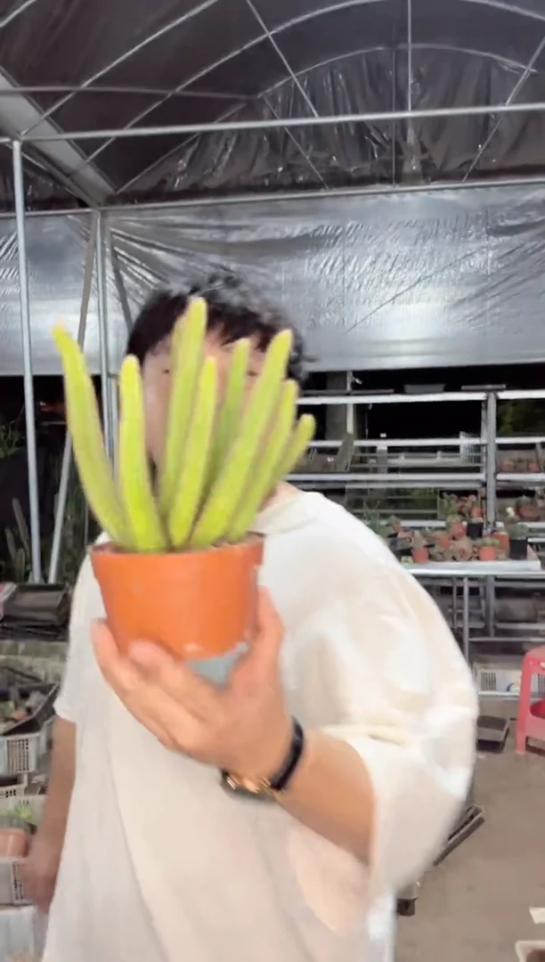 【闪购商品】【带根】多头垂钓黄金妞