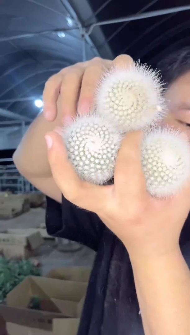 【闪购商品】3颗 实生根 白小丁