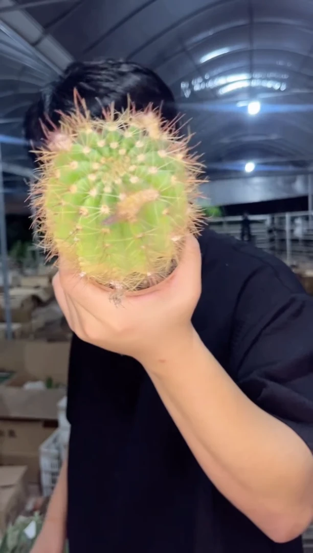 【闪购商品】实生根 黄花青丸