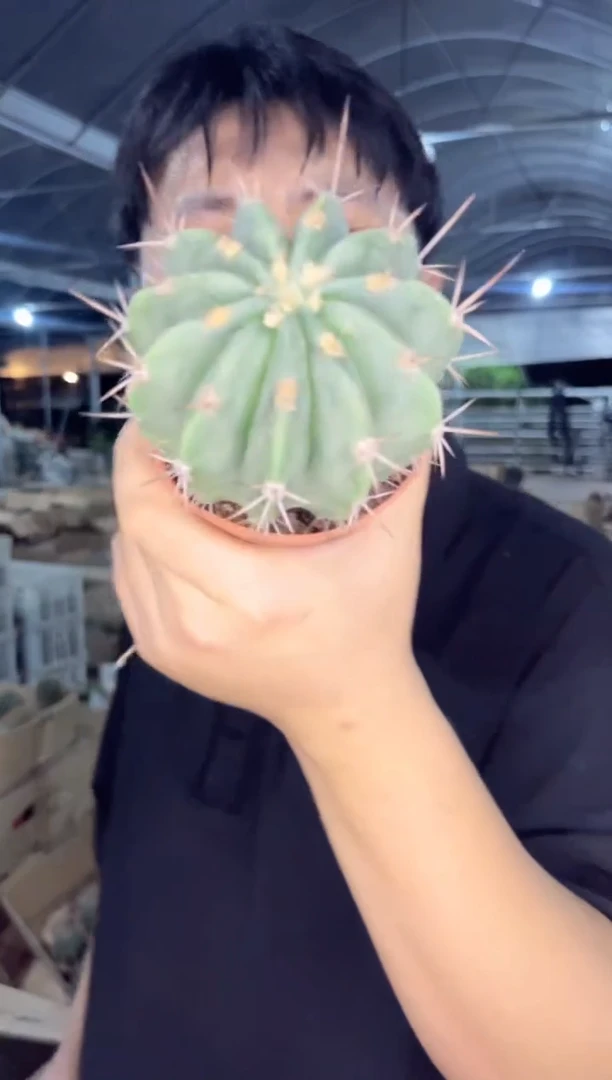 【闪购商品】 仁王丸 6-8cm