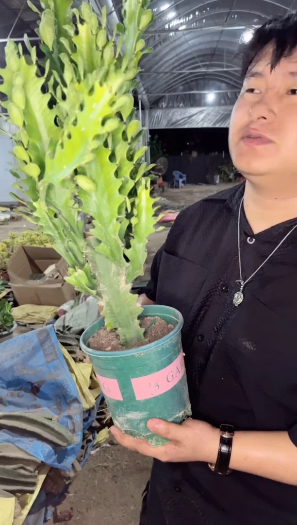 【闪购商品】巴西龙骨 带侧芽
