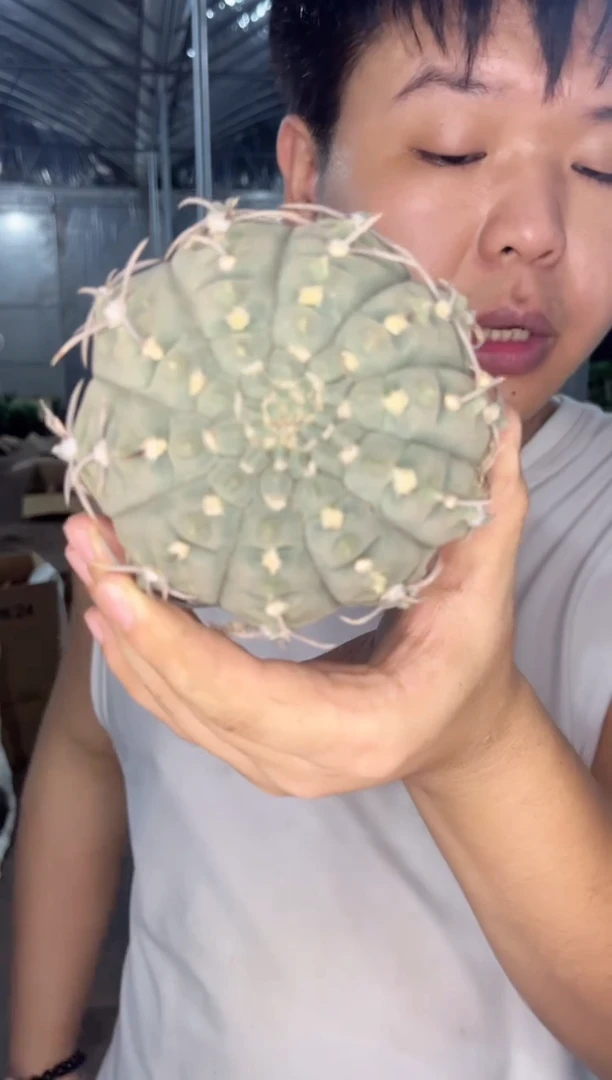 【闪购商品】大 一三本刺