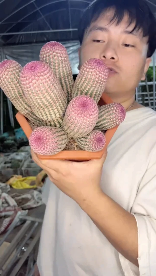 【闪购商品】8头起发 红太阳【带根】