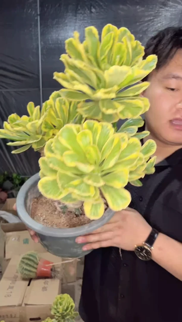 【闪购商品】【带锦】多头扇贝麒麟