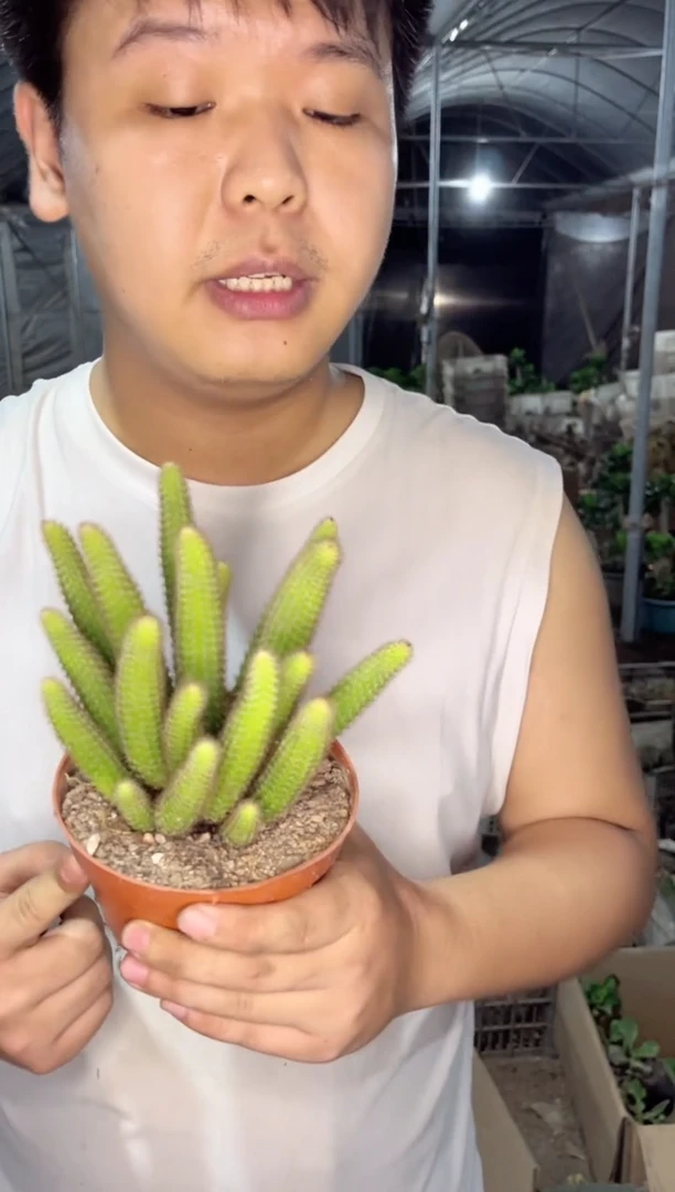 【闪购商品】【带根】多头垂钓黄金妞