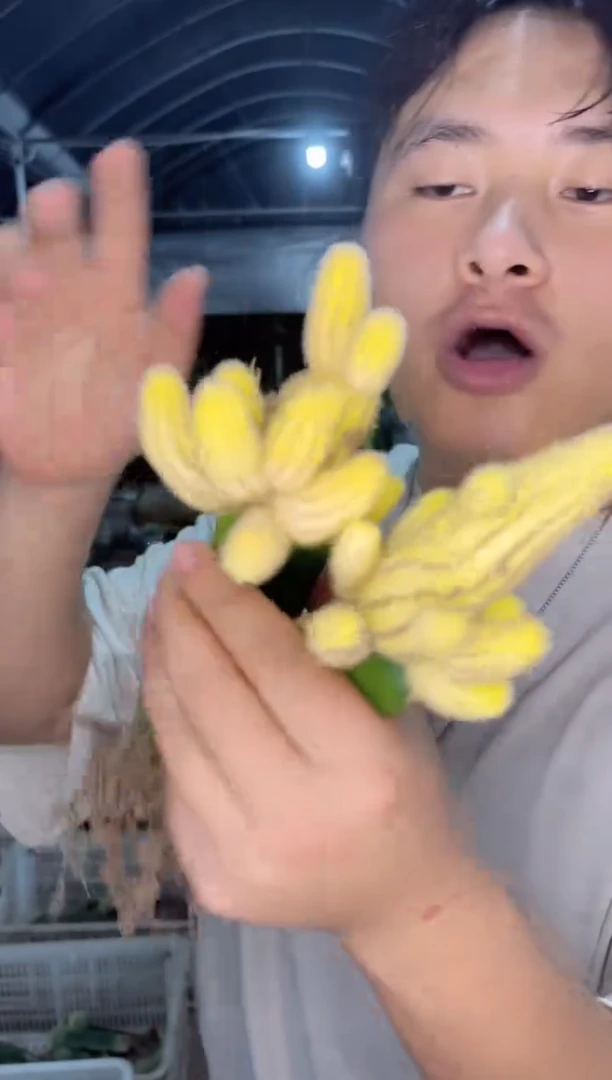 【闪购商品】2颗 红山吹【嫁接】