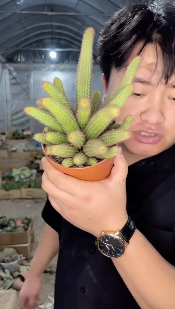 【闪购商品】【有根】多头垂钓黄金妞