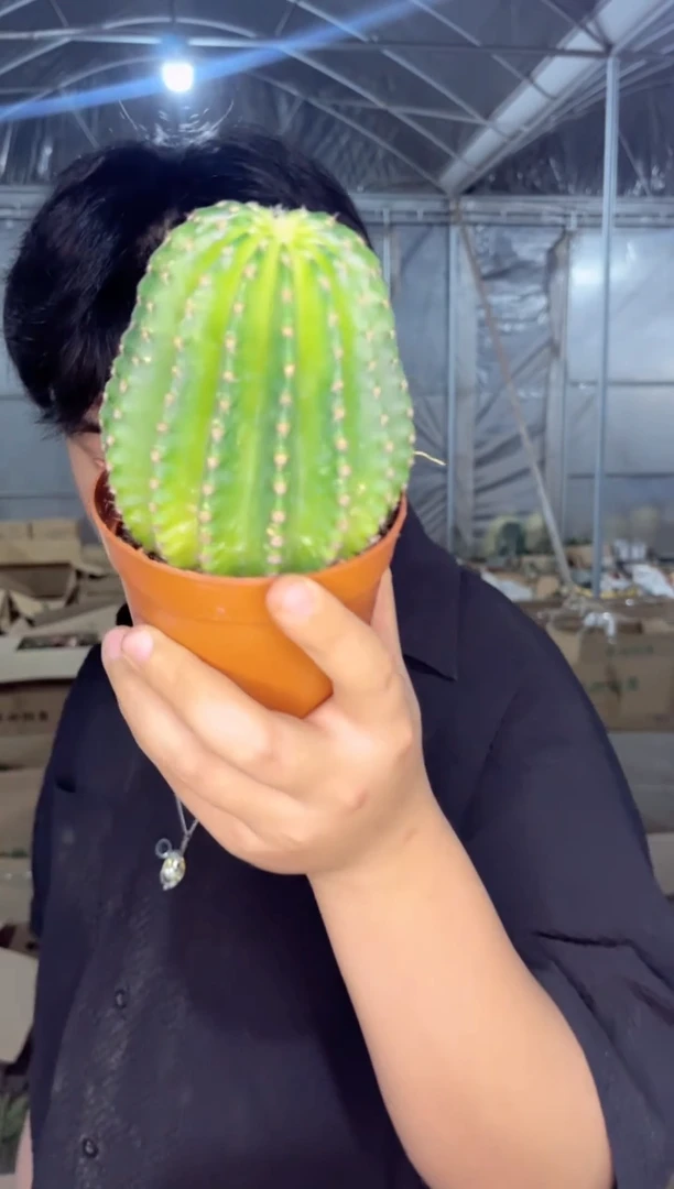 【闪购商品】8-10cm 浓桃筋