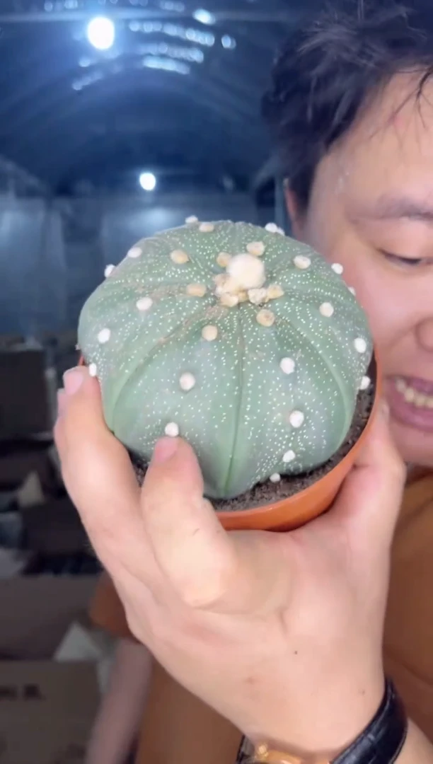 【闪购商品】实生 6-8cm 星兜