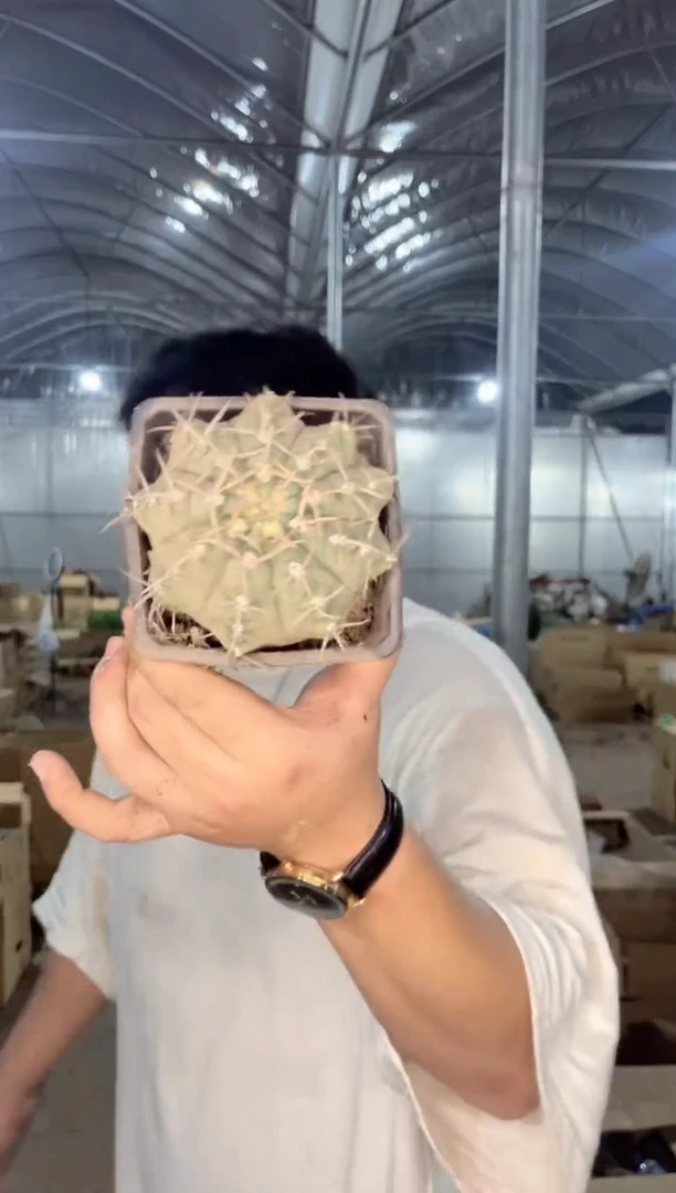 【闪购商品】2颗 大 一三本刺 6-8cm