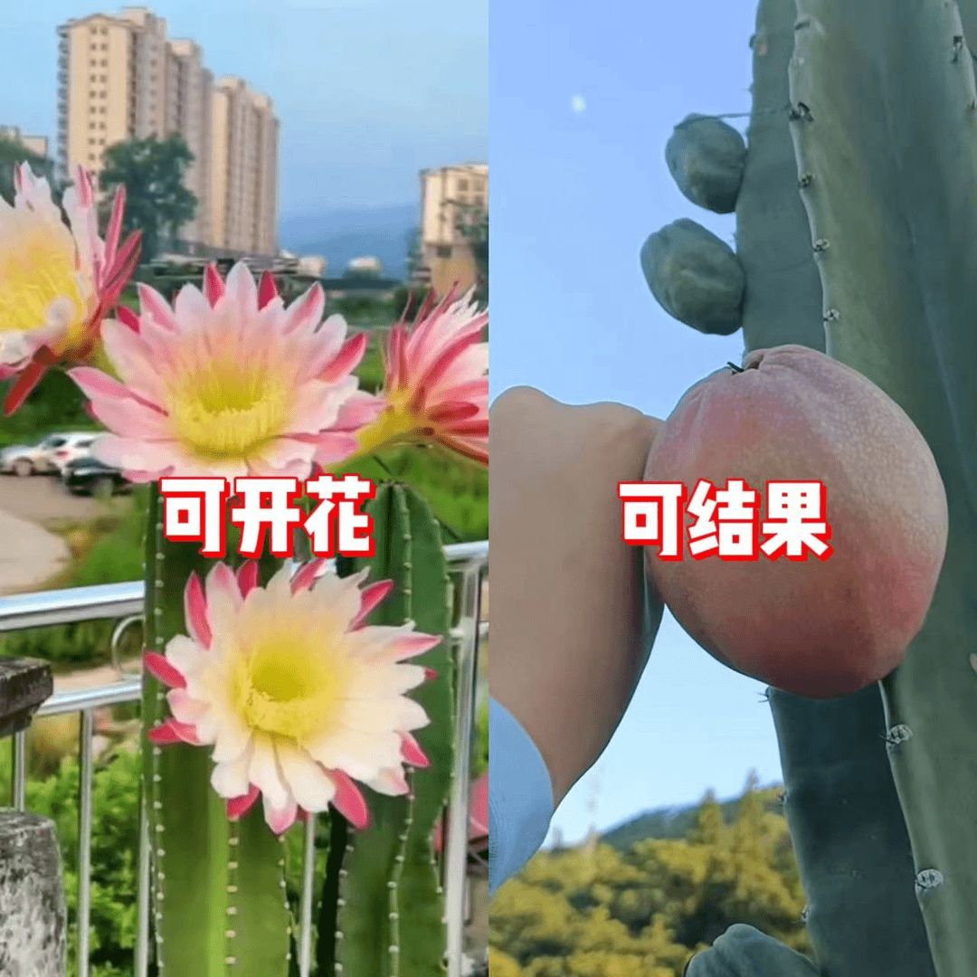40 60 80cm量天尺【无根】【不指定带花】【基地田园土地载】可露养