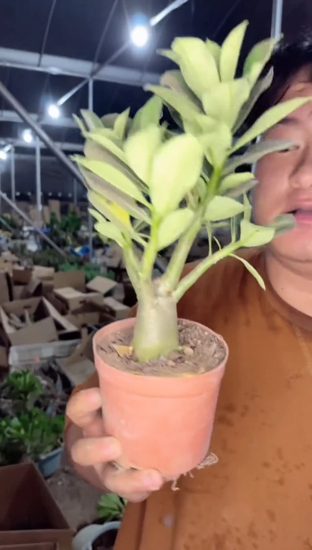 【闪购商品】沙漠玫瑰