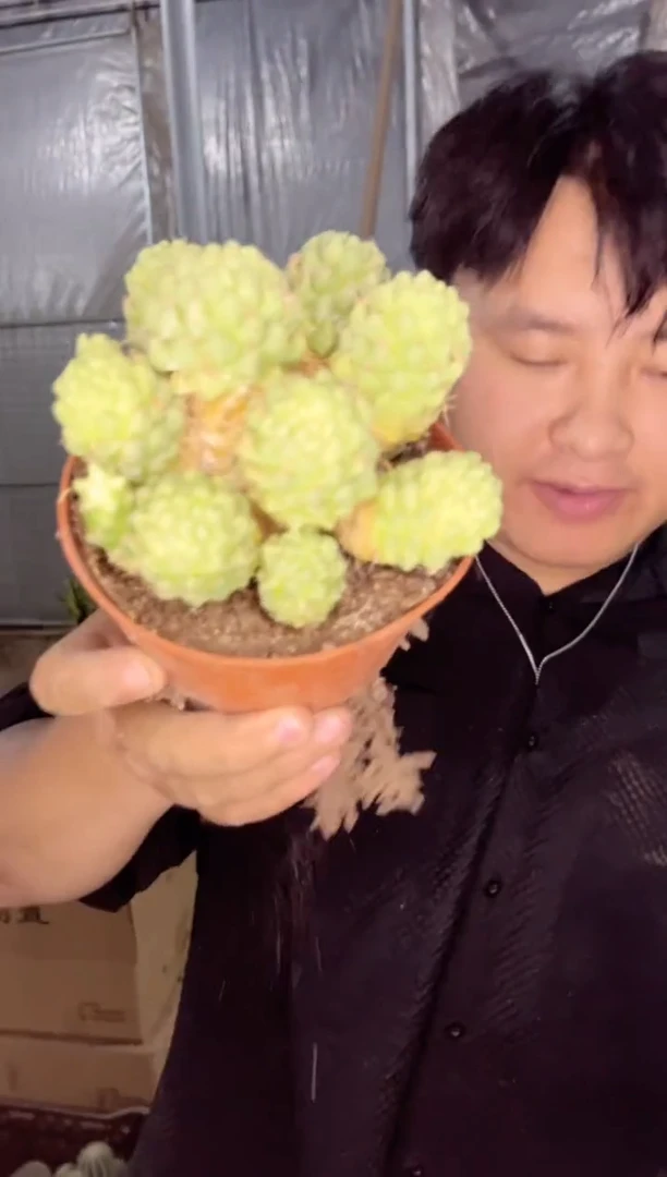 【闪购商品】泰菊莲群生