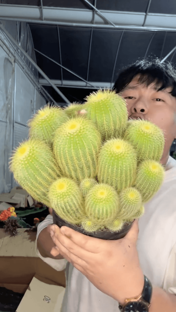 【闪购商品】超大金冠群生 25cm+