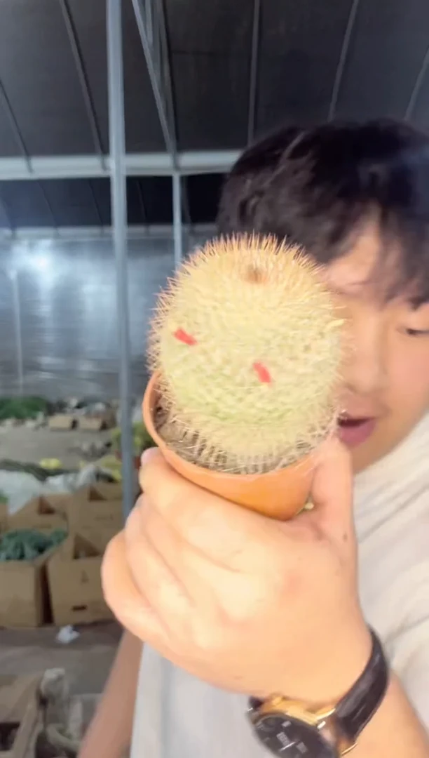 【闪购商品】单头白玉兔