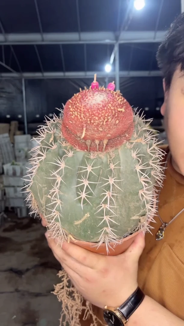 【闪购商品】超大锦云【带云顶】