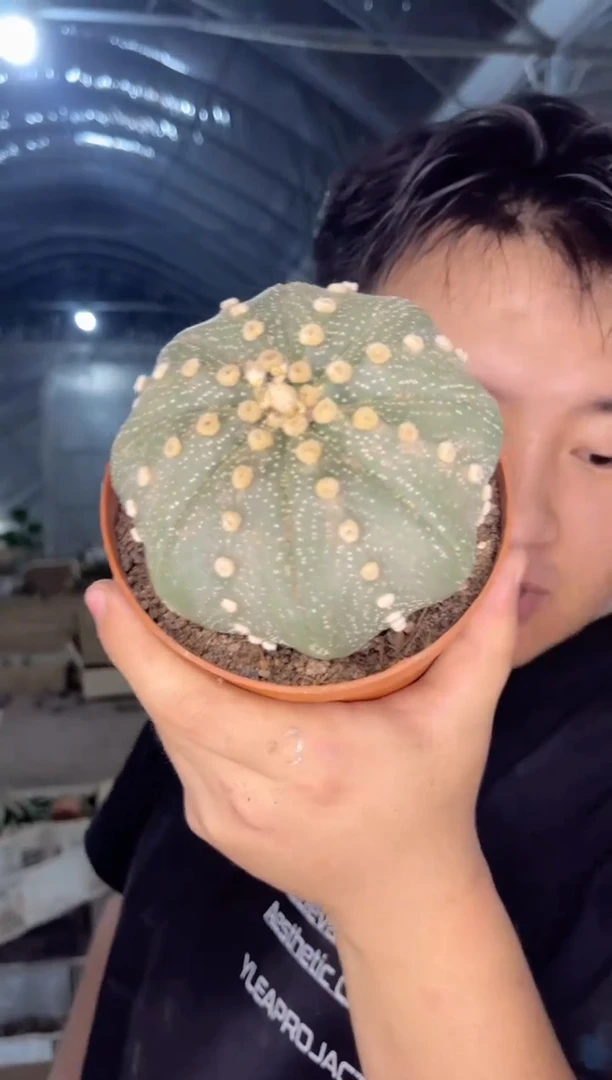 【闪购商品】实生星兜 6-8cm