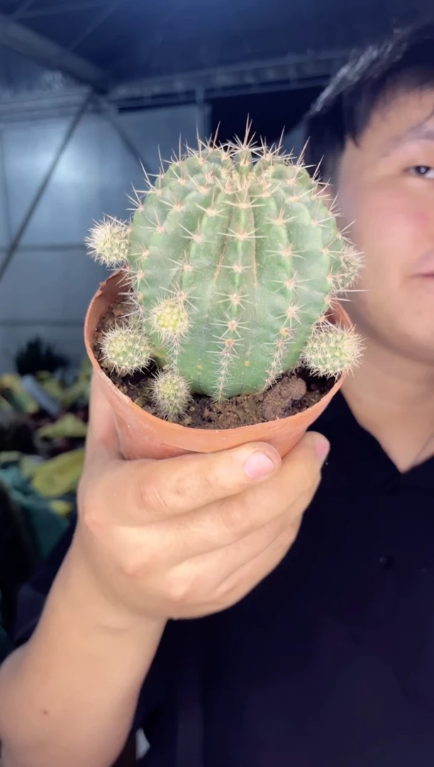 【闪购商品】2颗 实生根 席克氏彩草 6-8cm