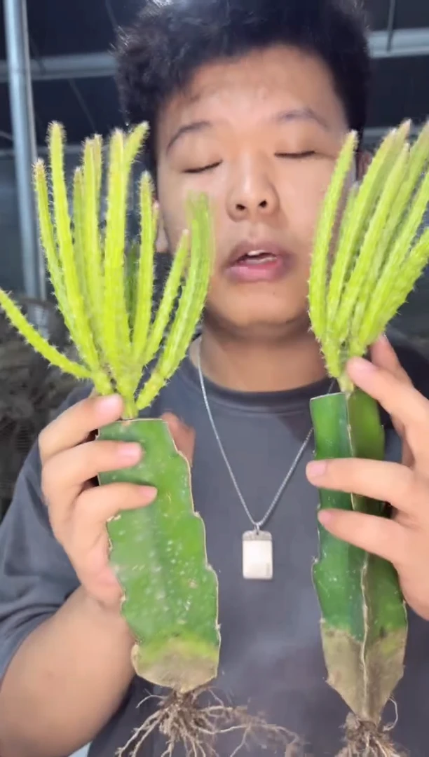 【闪购商品】2颗 多头 鼠尾令箭【嫁接】