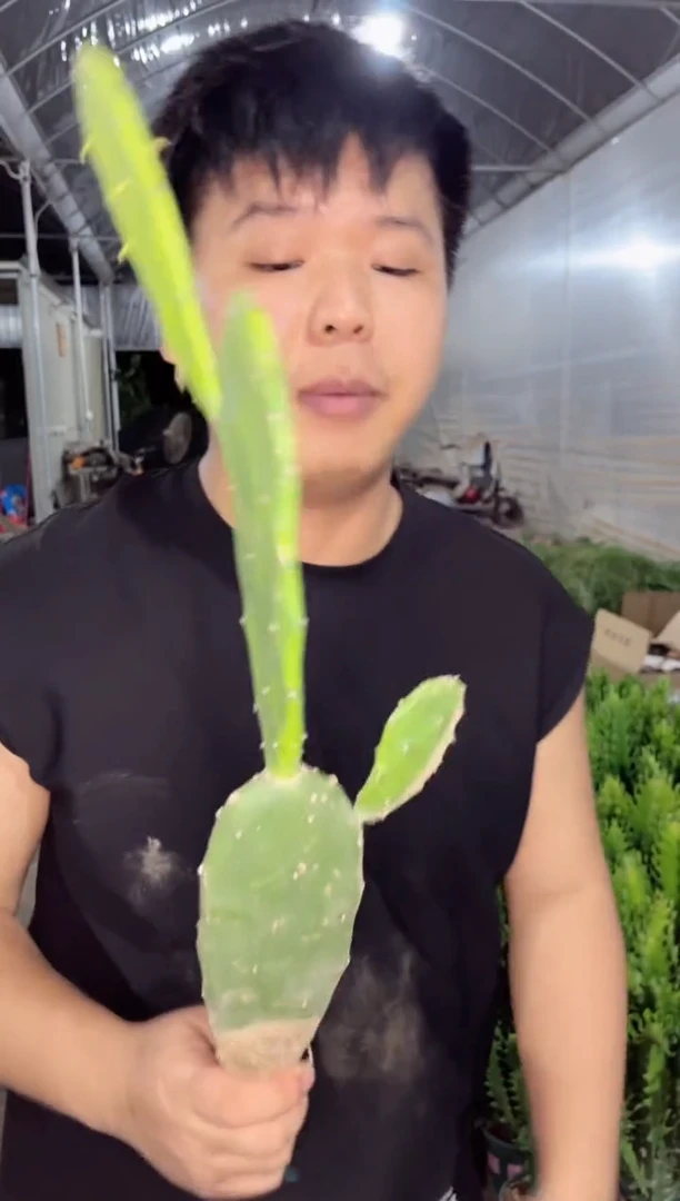 【闪购商品】胭脂掌