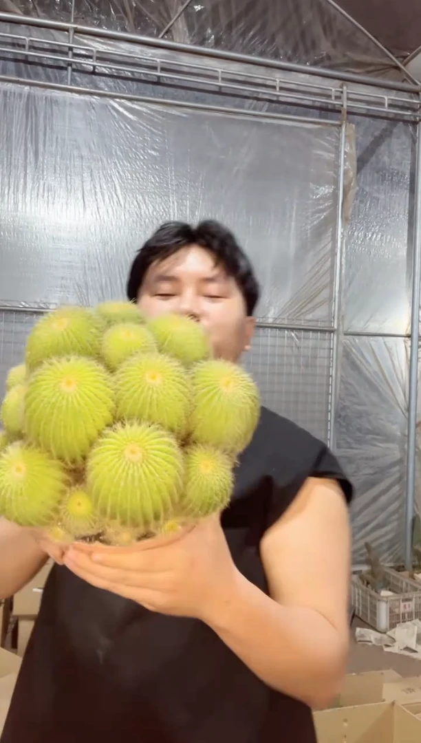 【闪购商品】超大金冠群生 25-30cm