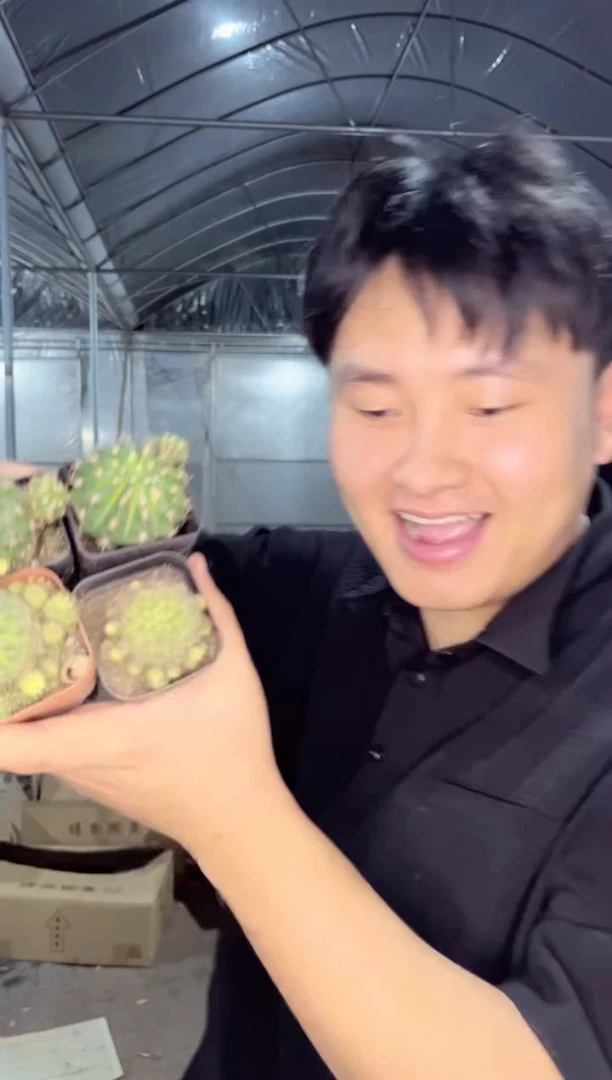 【闪购商品】5颗 实生根 丽花 【固定品种】