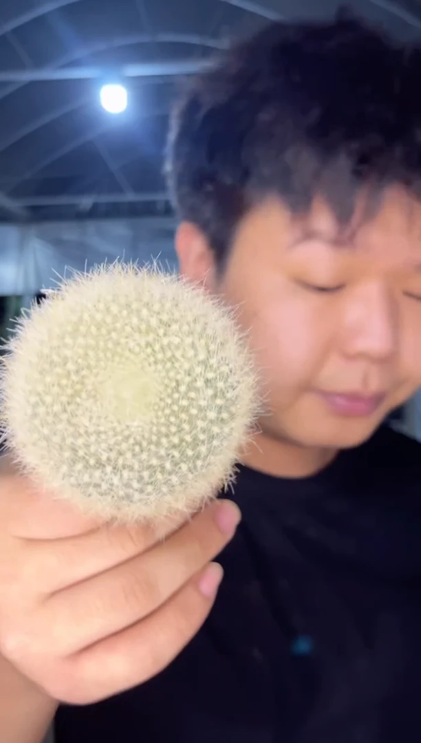 【闪购商品】2颗 白雪光