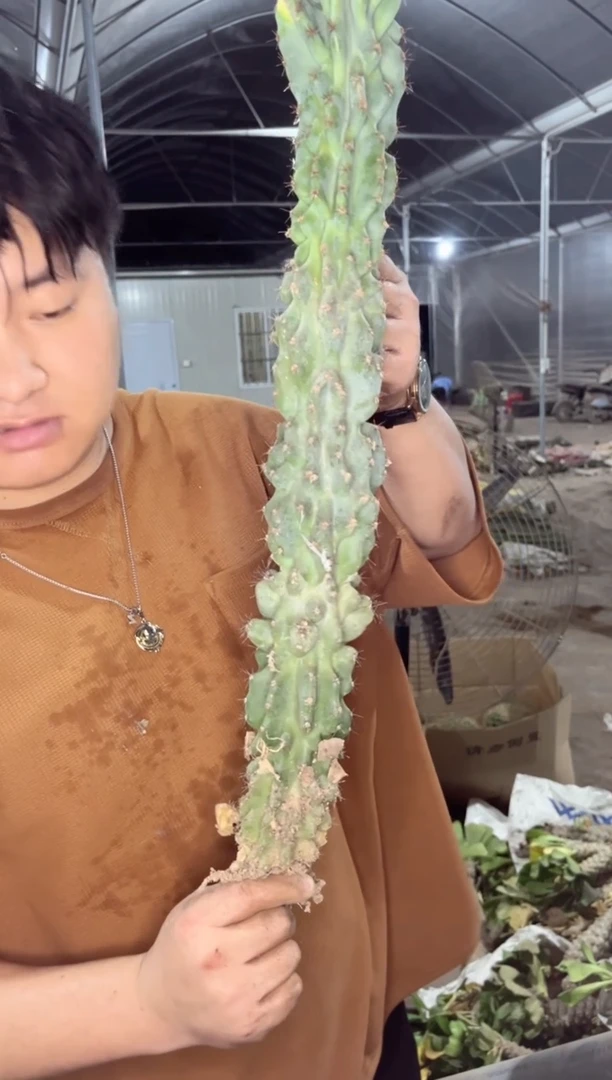 【闪购商品】虎头山 40cm